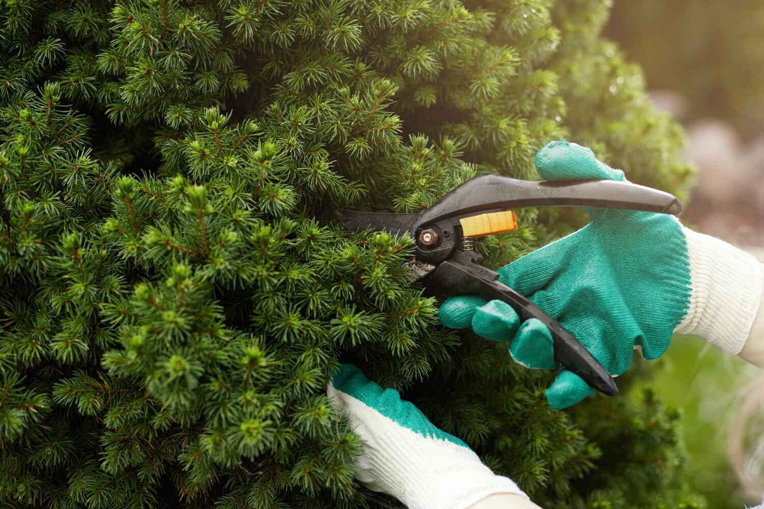 Trusted Coon Rapids, MN Tree Service Experts